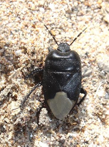 Réf. 244 285 : Cydnus aterrimus